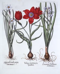 Tulip, Spring Snowflake and Narcissus, from Hortus Eystettensis